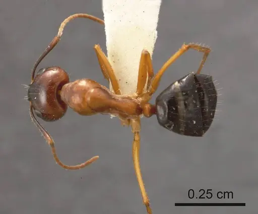 Camponotus terebrans specimen