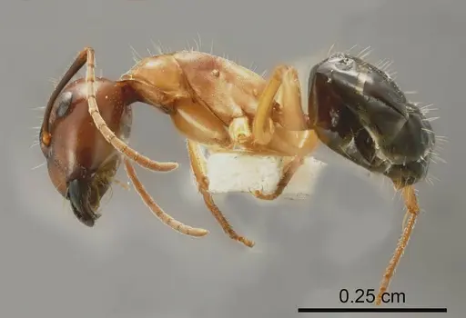 Camponotus terebrans specimen
