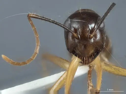 Camponotus terebrans - ANTWEB1041153