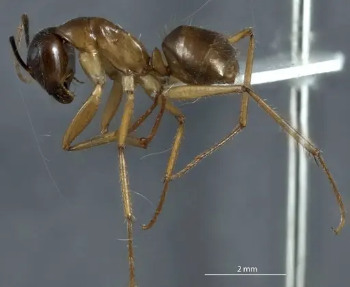 Camponotus terebrans - ANTWEB1041153