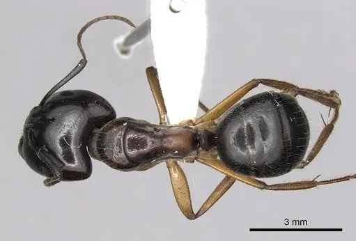 Camponotus terebrans - CASENT0280205
