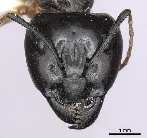 Camponotus terebrans - CASENT0280205