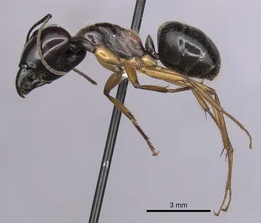 Camponotus terebrans - CASENT0280205