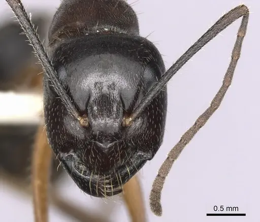 Camponotus terebrans - CASENT0280206