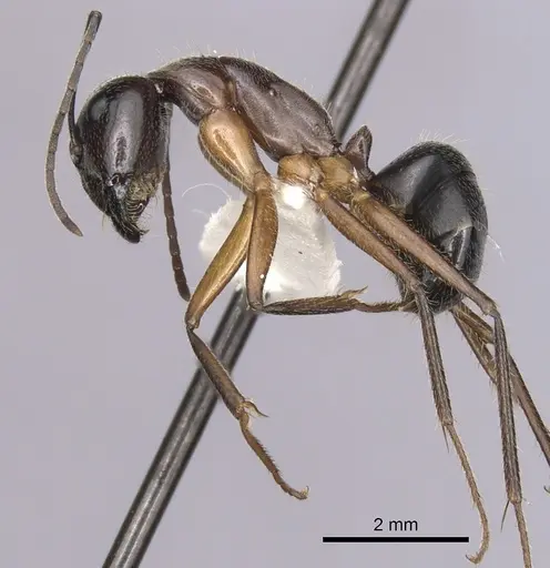 Camponotus terebrans - CASENT0280206