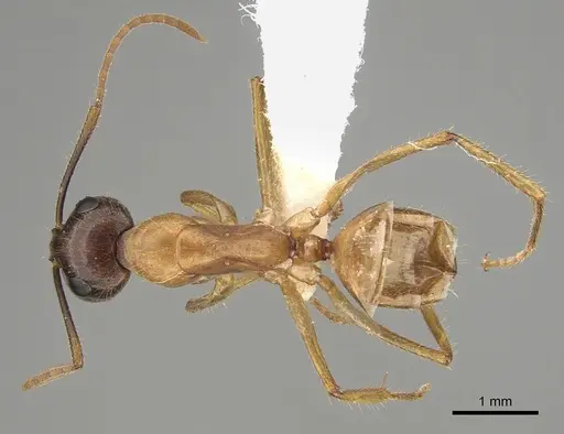 Camponotus terebrans - CASENT0887708