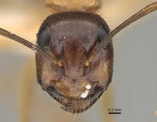 Camponotus terebrans - CASENT0887708
