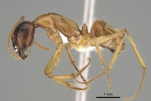 Camponotus terebrans - CASENT0887708