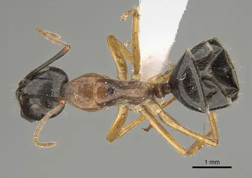 Camponotus terebrans - CASENT0887726