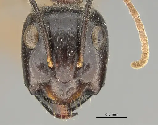 Camponotus terebrans - CASENT0887726