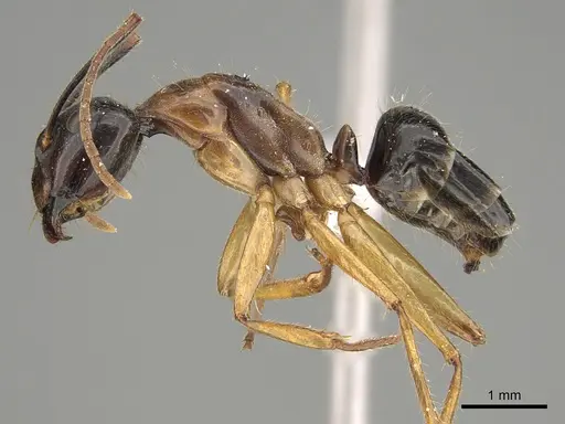 Camponotus terebrans - CASENT0887726