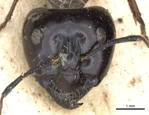 Camponotus terebrans - CASENT0903533