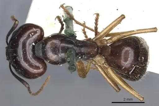 Camponotus terebrans - CASENT0903534