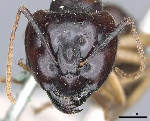 Camponotus terebrans - CASENT0903534