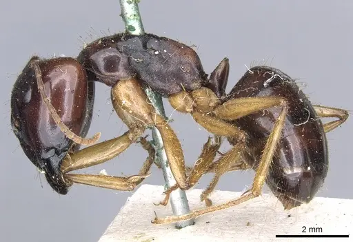 Camponotus terebrans - CASENT0903534