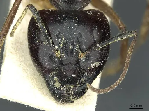 Camponotus terebrans - CASENT0911963