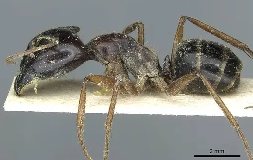 Camponotus terebrans - CASENT0911963