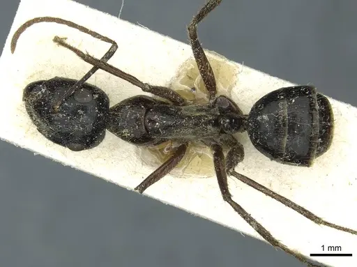 Camponotus terebrans - CASENT0911964