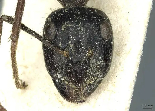 Camponotus terebrans - CASENT0911964