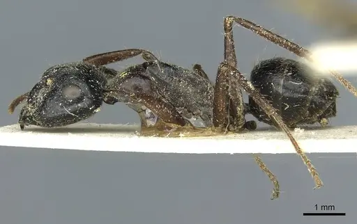 Camponotus terebrans - CASENT0911964