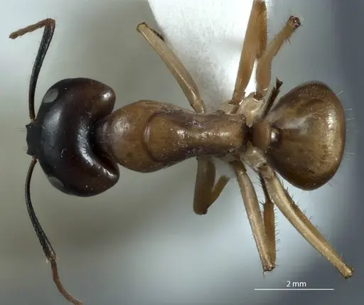 Camponotus terebrans - JDM32-001382