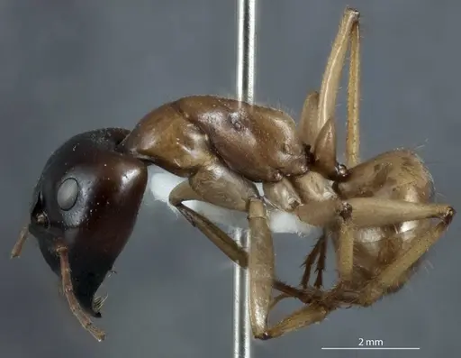 Camponotus terebrans - JDM32-001382