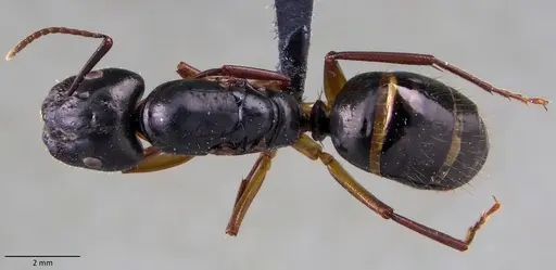 Camponotus tergestinus specimen