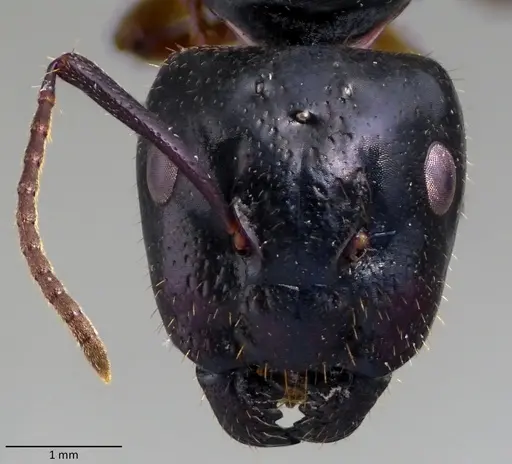 Camponotus tergestinus specimen