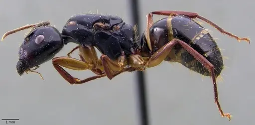 Camponotus tergestinus specimen