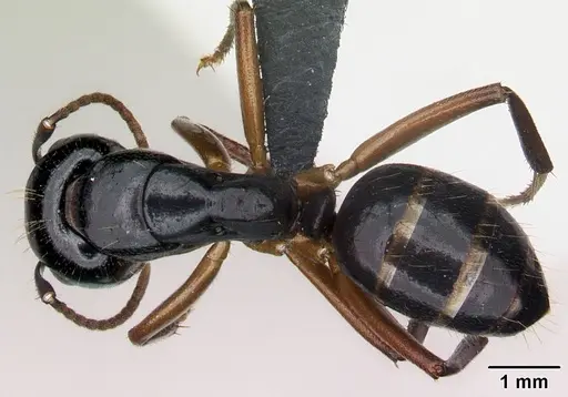 Camponotus tergestinus - CASENT0010030