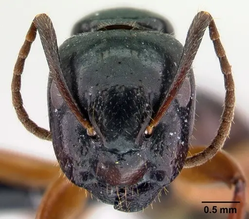 Camponotus tergestinus - CASENT0010030