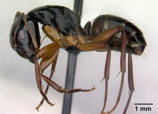 Camponotus tergestinus - CASENT0010030