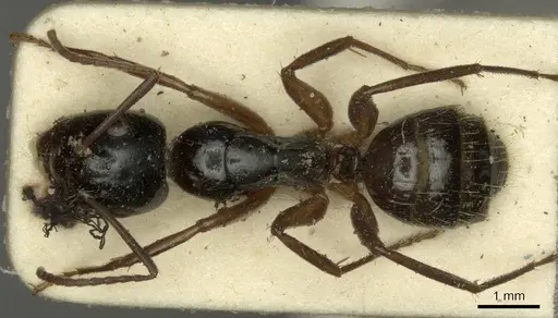 Camponotus tergestinus - CASENT0915598
