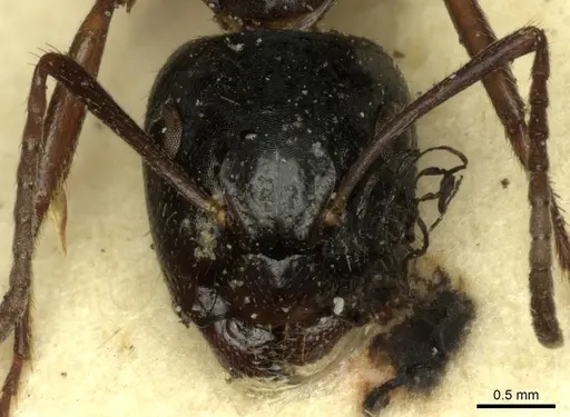 Camponotus tergestinus - CASENT0915598