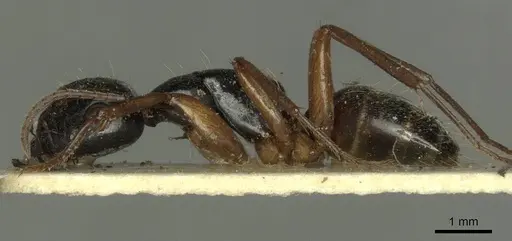 Camponotus tergestinus - CASENT0915598