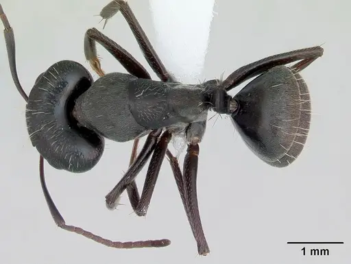Camponotus termitarius specimen