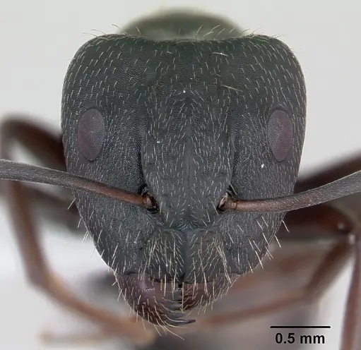 Camponotus termitarius specimen