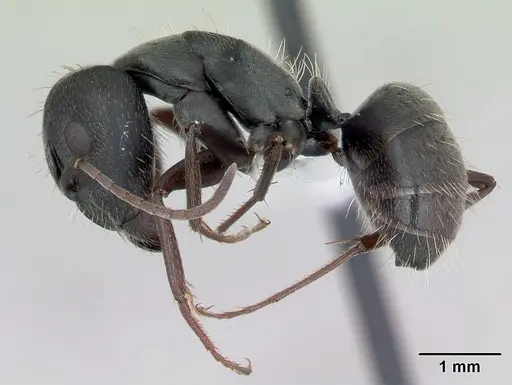 Camponotus termitarius specimen