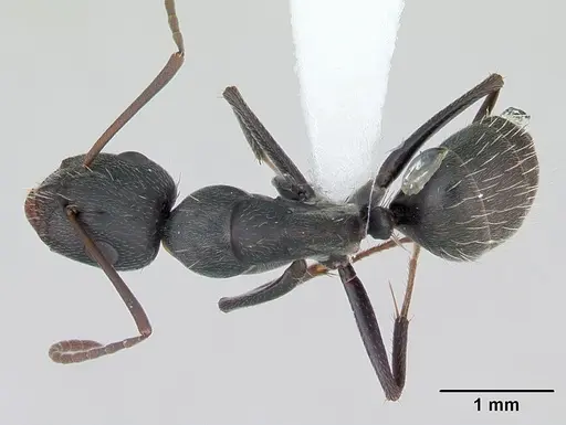 Camponotus termitarius - CASENT0173456