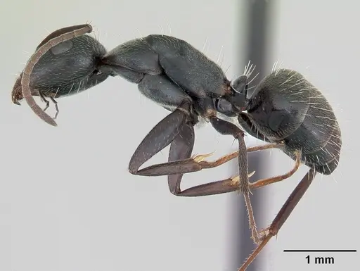 Camponotus termitarius - CASENT0173456
