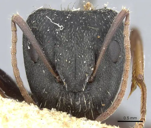 Camponotus termitarius - CASENT0905211