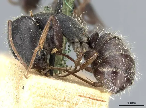 Camponotus termitarius - CASENT0905211