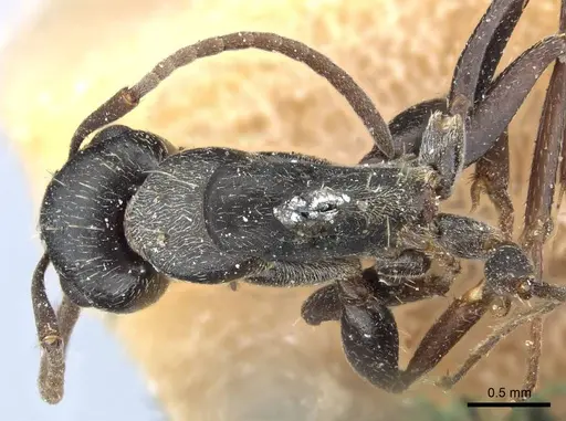 Camponotus termitarius - CASENT0905212