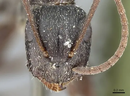 Camponotus termitarius - CASENT0905212