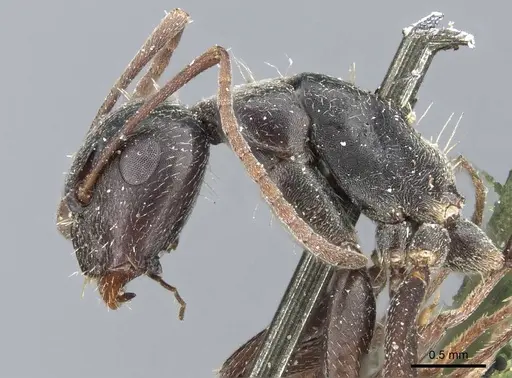 Camponotus termitarius - CASENT0905212