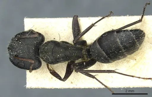 Camponotus termitarius - CASENT0912030