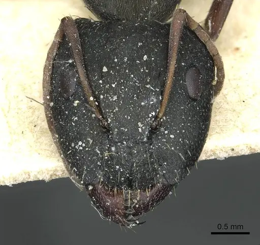 Camponotus termitarius - CASENT0912030