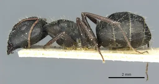 Camponotus termitarius - CASENT0912030