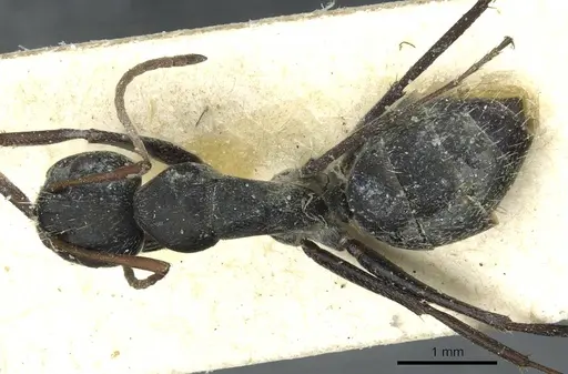 Camponotus termitarius - CASENT0912031