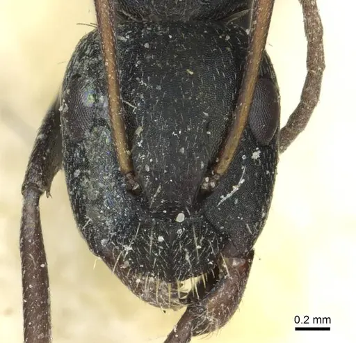 Camponotus termitarius - CASENT0912031